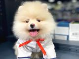 Pomeranian Boo Teddy Face