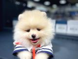 Pomeranian Boo Teddy Face