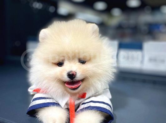Pomeranian Boo Teddy Face görsel