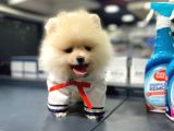 Pomeranian Boo Teddy Face
