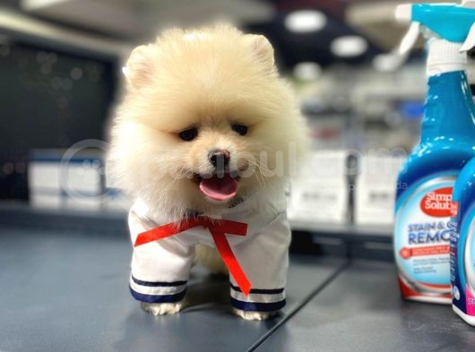 Pomeranian Boo Teddy Face görsel