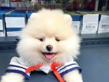 Pomeranian Boo Teddy Face