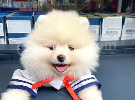 Pomeranian Boo Teddy Face görsel