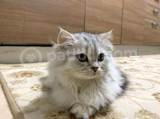 Biritish Longhair Erkek Ve Dişi görsel