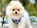 Safkan Teddy Surat Pomeranian Boo Yavrularımız