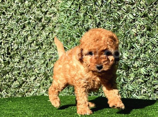 Sevimli Toy Poodle Yavrularımız görsel