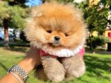 Safkan Teddy Surat Pomeranian Boo Yavrularımız