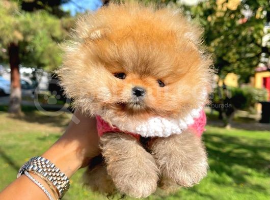 Safkan Teddy Surat Pomeranian Boo Yavrularımız görsel
