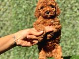 Red Dişi Toy Poodle Yavrumuz