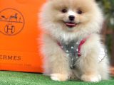 Ayı Surat Pomeranian Boo Yavrular