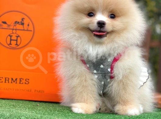 Ayı Surat Pomeranian Boo Yavrular