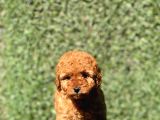 Sevimli Toy Poodle Yavrularımız