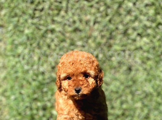 Sevimli Toy Poodle Yavrularımız görsel