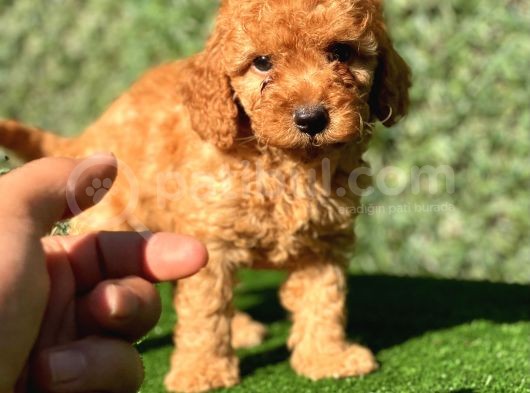 Safkan Poodle Bebeklerimiz görsel