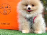 Ayı Surat Pomeranian Boo Yavrular