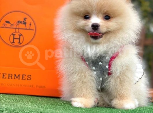 Ayı Surat Pomeranian Boo Yavrular görsel
