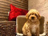 Safkan Toy Poodle Yavrularımız