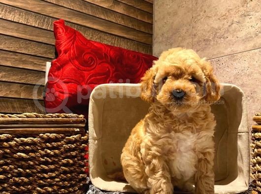 Safkan Toy Poodle Yavrularımız görsel