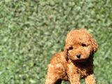 Pofidik Toy Yavrularımız