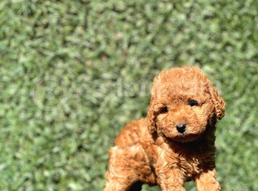 Pofidik Toy Yavrularımız görsel