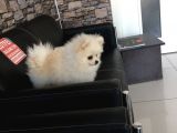 A Kalite Gülen Surat Pomeranian