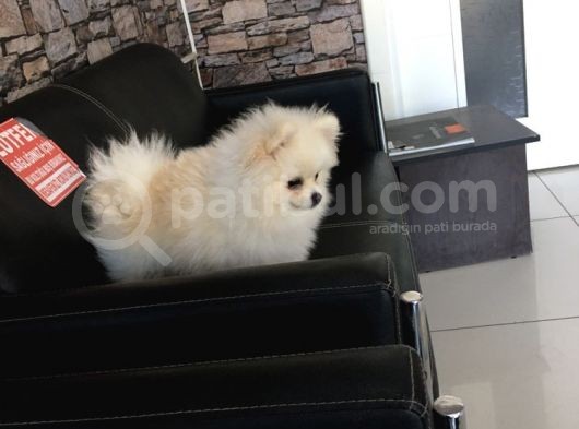 A Kalite Gülen Surat Pomeranian
