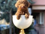 Çikolata Renk Minyatür Poodle