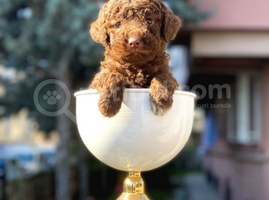 Çikolata Renk Minyatür Poodle görsel