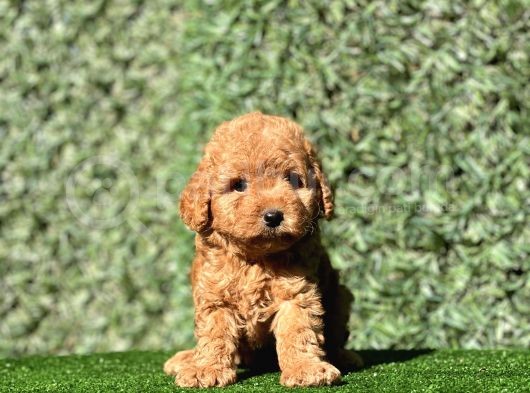 Pofidik Toy Yavrularımız görsel
