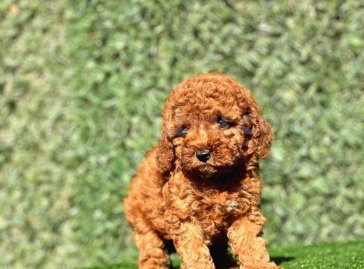 Red Dişi Toy Poodle Yavrumuz görsel