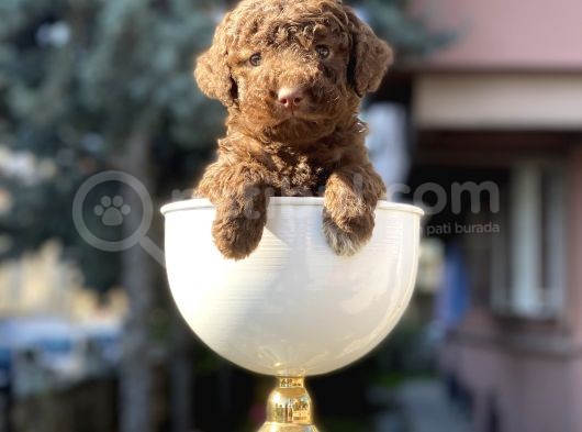 Çikolata Renk Minyatür Poodle görsel