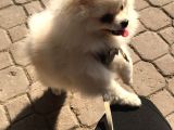 A Kalite Gülen Surat Pomeranian
