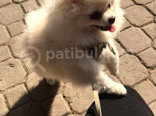 A Kalite Gülen Surat Pomeranian görsel