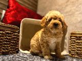 Safkan Toy Poodle Yavrularımız