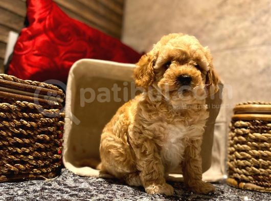 Safkan Toy Poodle Yavrularımız görsel
