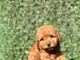 Pofidik Toy Yavrularımız