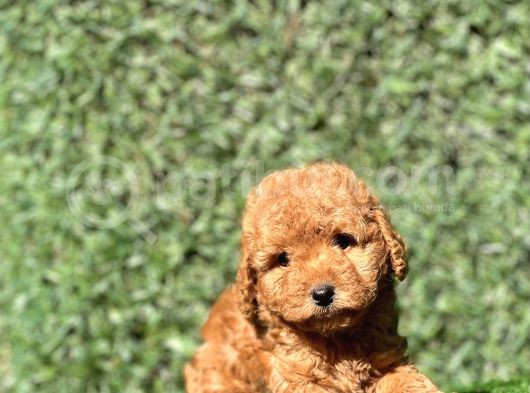 Pofidik Toy Yavrularımız