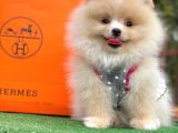 Ayı Surat Pomeranian Boo Yavrular