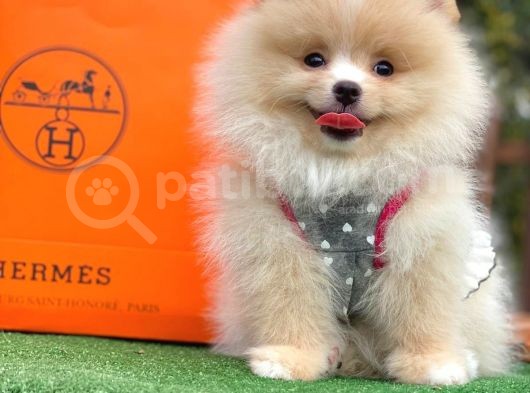 Ayı Surat Pomeranian Boo Yavrular görsel