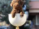 Çikolata Renk Minyatür Poodle
