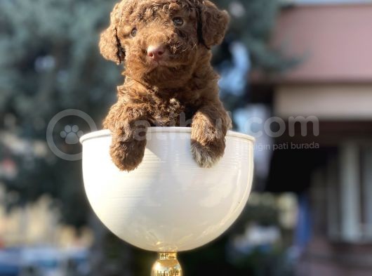 Çikolata Renk Minyatür Poodle görsel