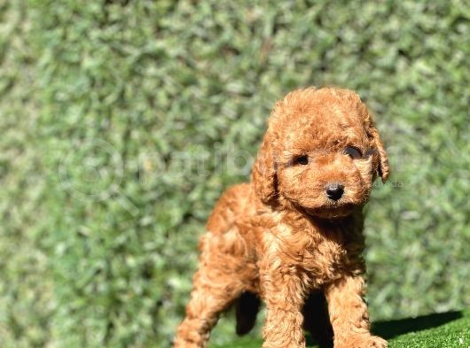 Pofidik Toy Yavrularımız görsel