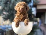 Çikolata Renk Minyatür Poodle