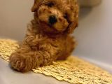 Safkan Toy Poodle Yavrularımız