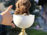Çikolata Renk Minyatür Poodle