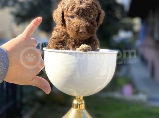 Çikolata Renk Minyatür Poodle