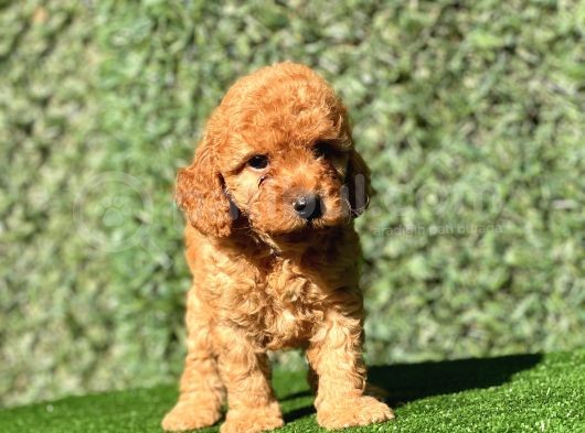 Safkan Poodle Bebeklerimiz görsel