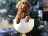Çikolata Renk Minyatür Poodle