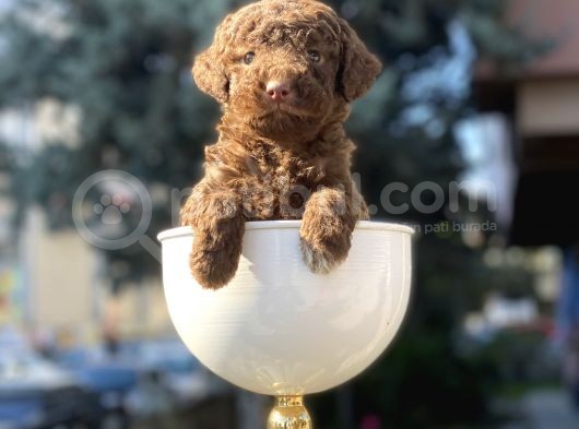 Çikolata Renk Minyatür Poodle görsel