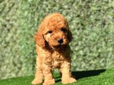 Safkan Poodle Bebeklerimiz